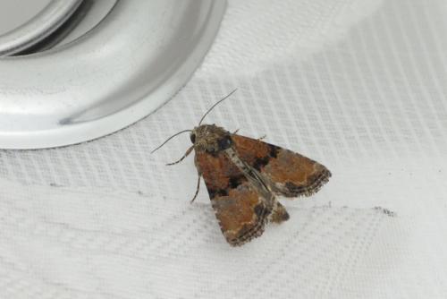 Réf. 187 430 : Mesoligia furuncula